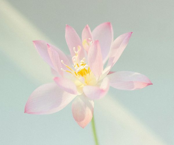 Symbolic image of a lotus flower representing yoga philosophy.